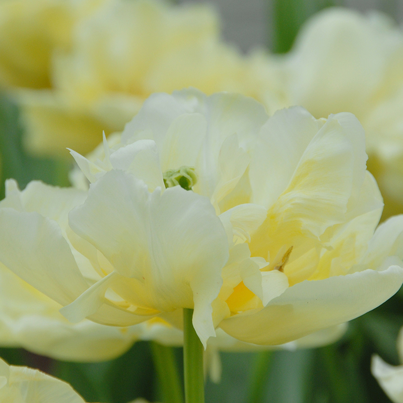 Tulipa Verona 12/+ , à 50