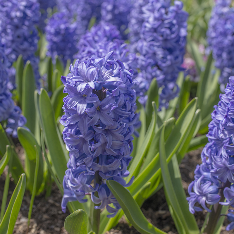 Hyacinthus Delft Blue 16/17 , à 50