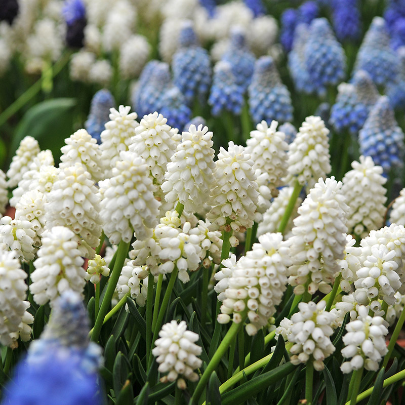 Muscari aucheri White Magic® 8/9 , à 100