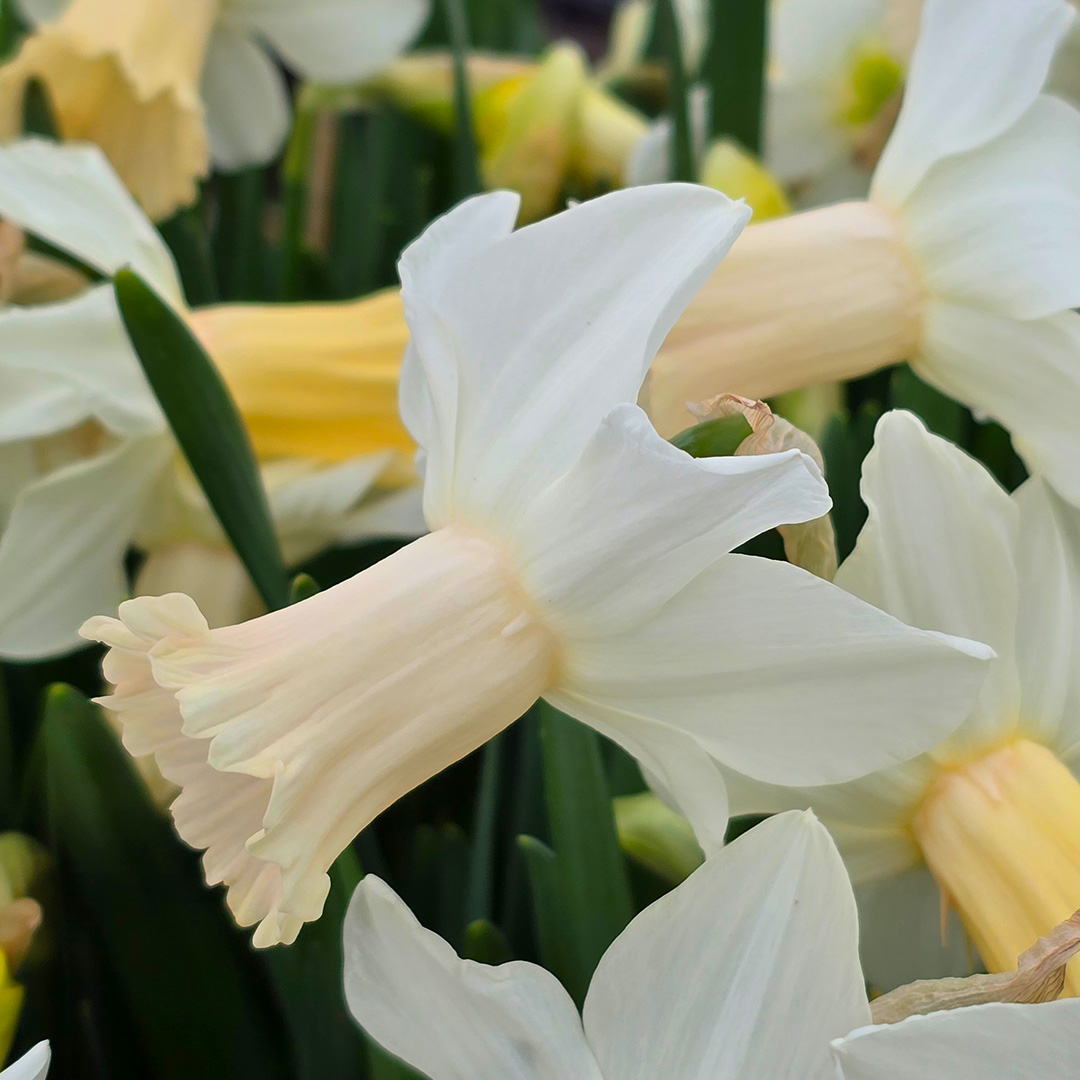 Narcissus Lady Madonna z12/14 , à 50