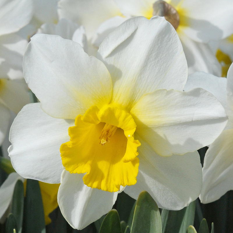 Narcissus Merels Favourite sp12/14 , 