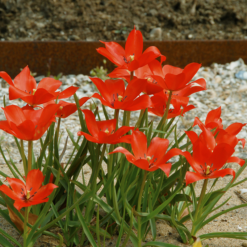 Tulipa linifolia 5/+ , à 50
