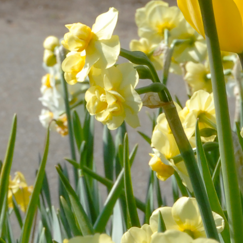Narcissus Yellow Cheerfulness sp14/16 , 