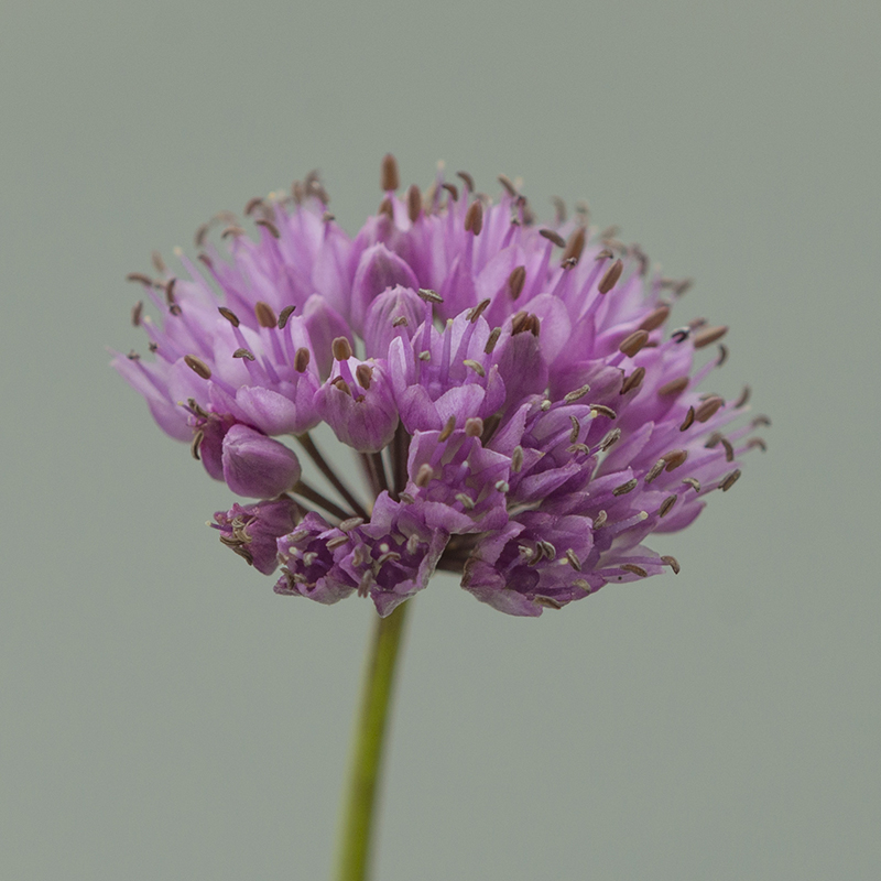Allium sen. ssp. Montanum I , à 25