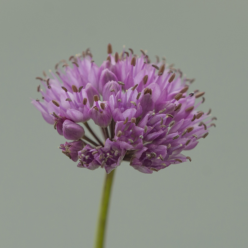 Allium sen. ssp Montanum I , à 25