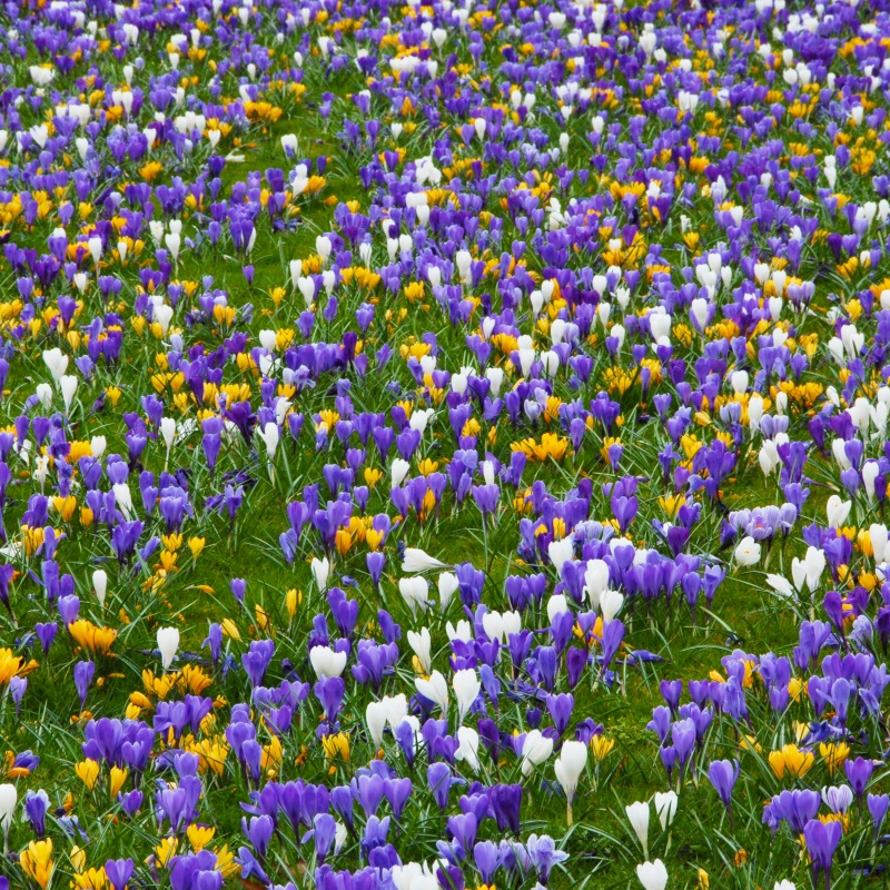 Mixture Colour Carnival (Crocus vernus Mix) , 