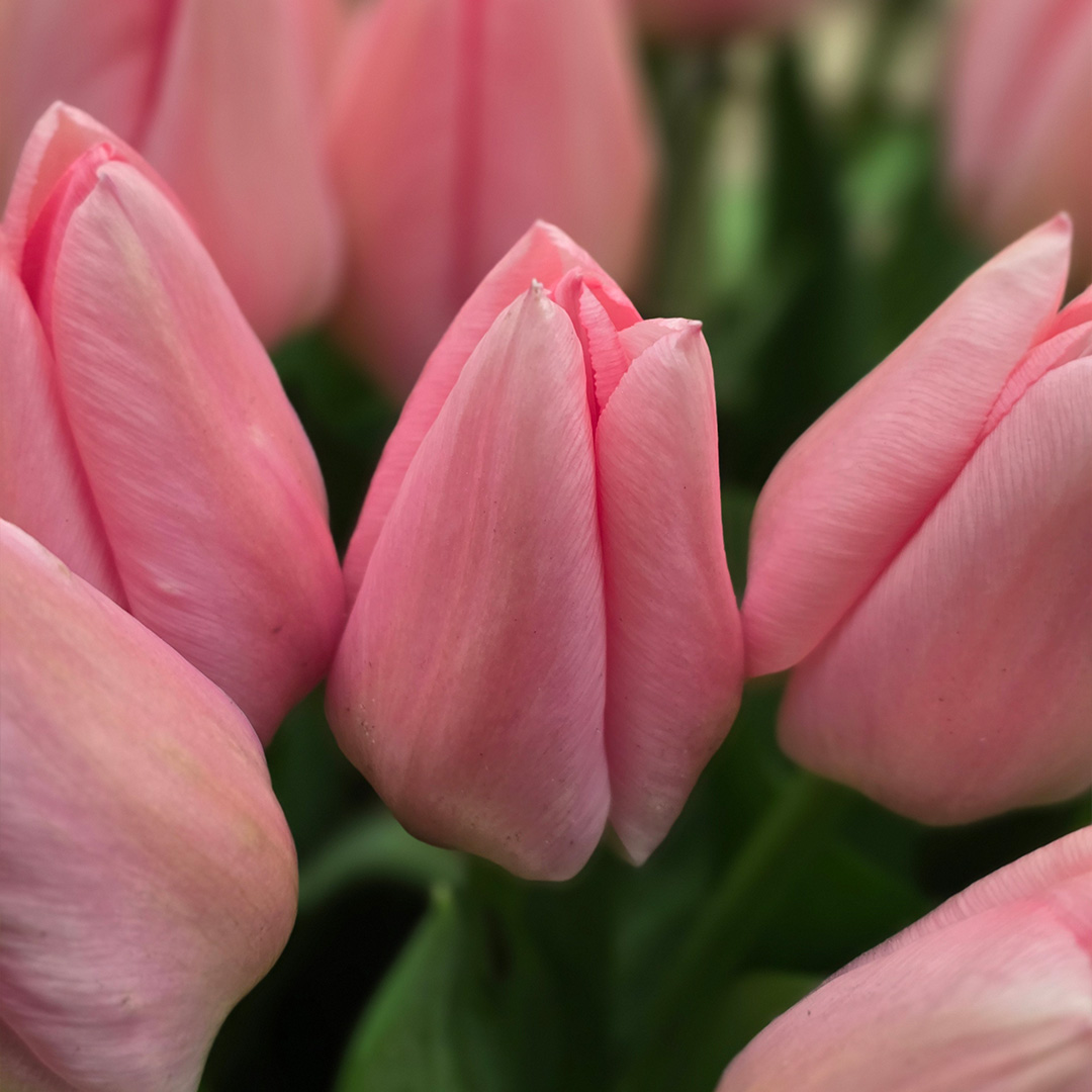 Tulipa Salmon Dessert 12/+ , à 50