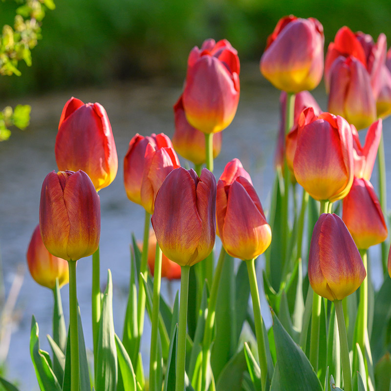 Tulipa Amberglow 12/+ , à 50