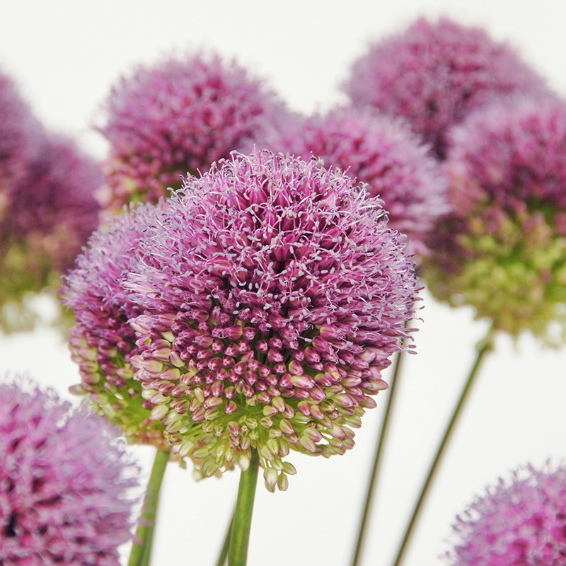 Allium sphaerocephalon 6/+ , à 100