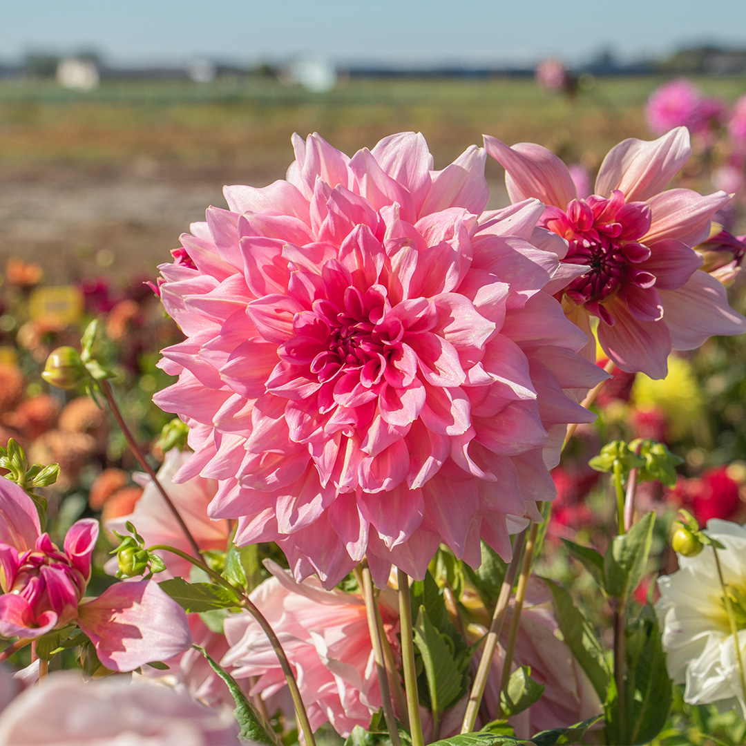 Dahlia Otto's Thrill I , à 5  