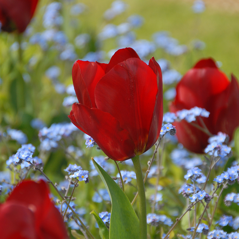 Tulipa Pallada 12/14 , 