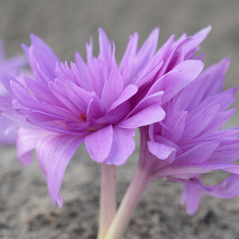 Colchicum Waterlily 16/18 , à 10