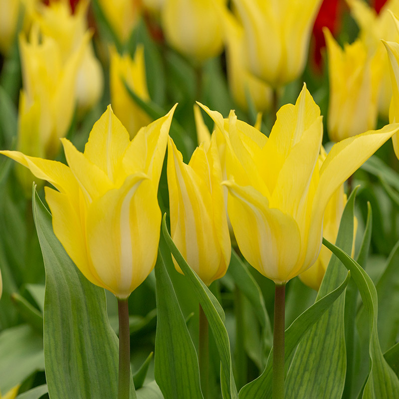 Tulipa Florijn Chic® 12/14 , à 50