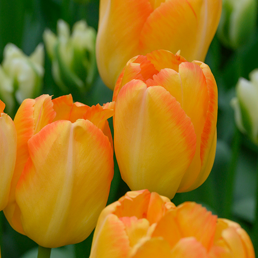 Tulipa Yellow Pride (Zantuyell)® 12/+ , à 50
