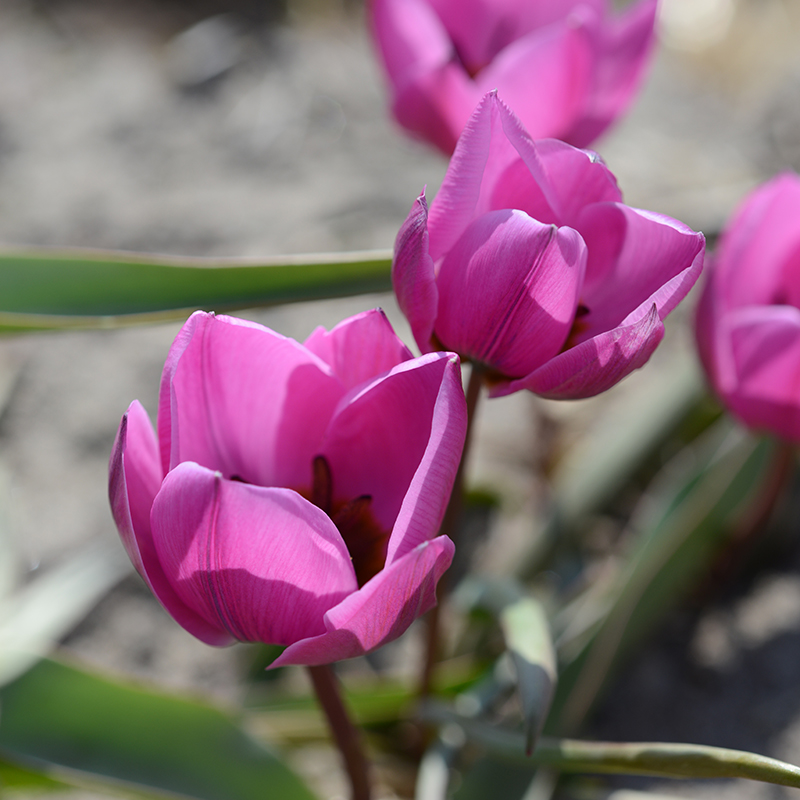 Tulipa humilis Helene 6/+ , à 50