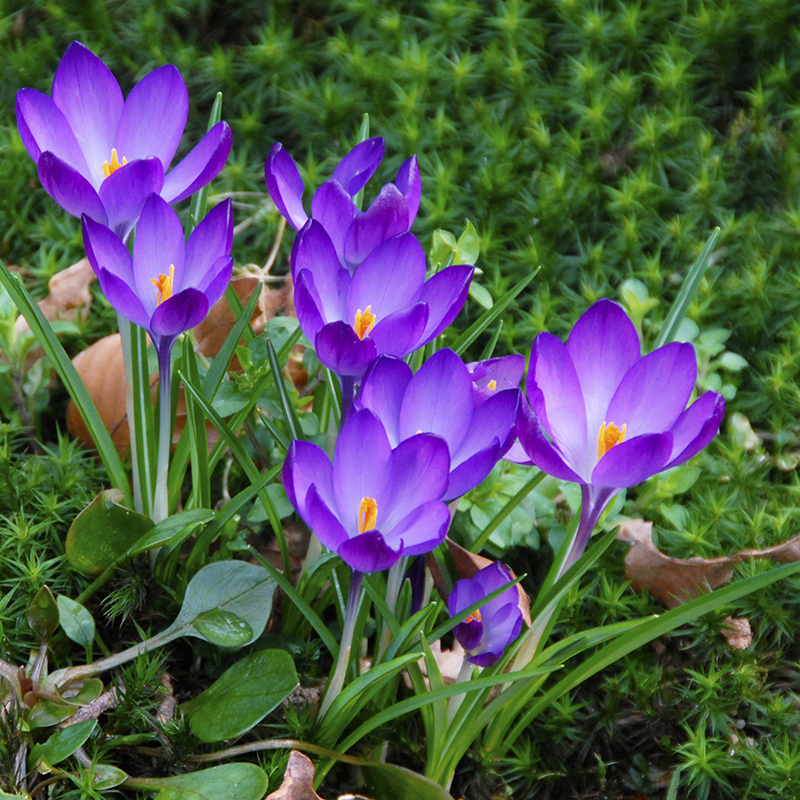 Crocus tomm. Ruby Giant 5/+ , à 100