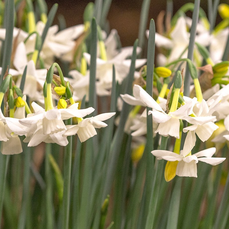 Narcissus Starlight Sensation z12/14 , à 50 Narcissus Starlight Sensation z12/14 , à 50