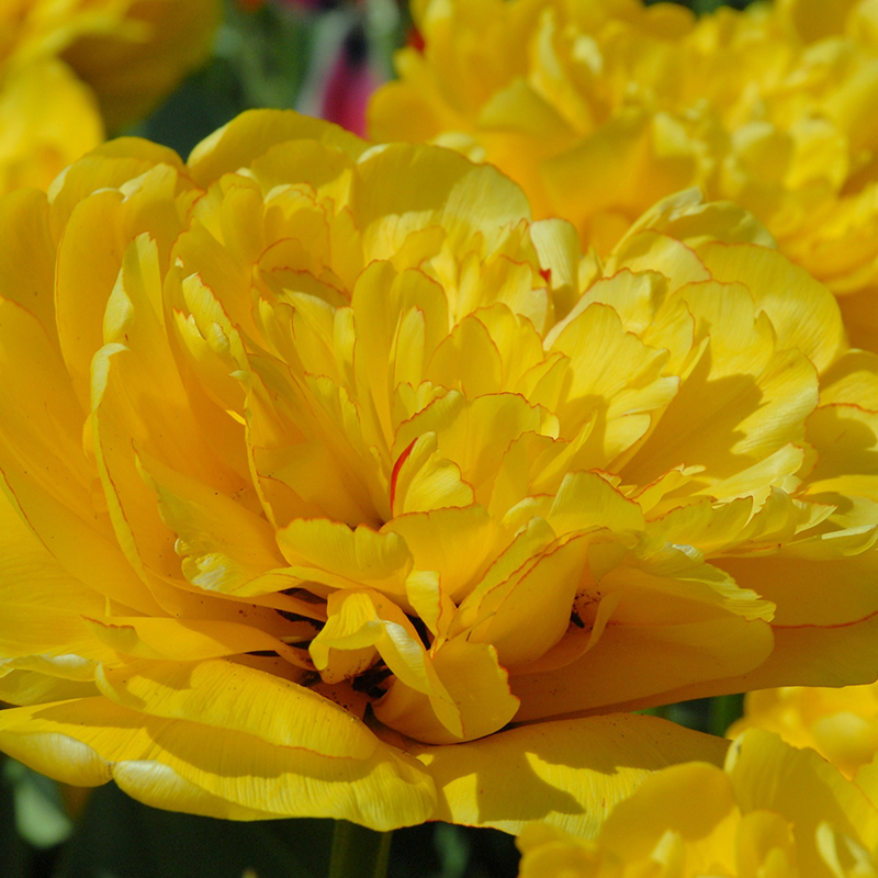 Tulipa Yellow Pompenette® 12/+ , à 50