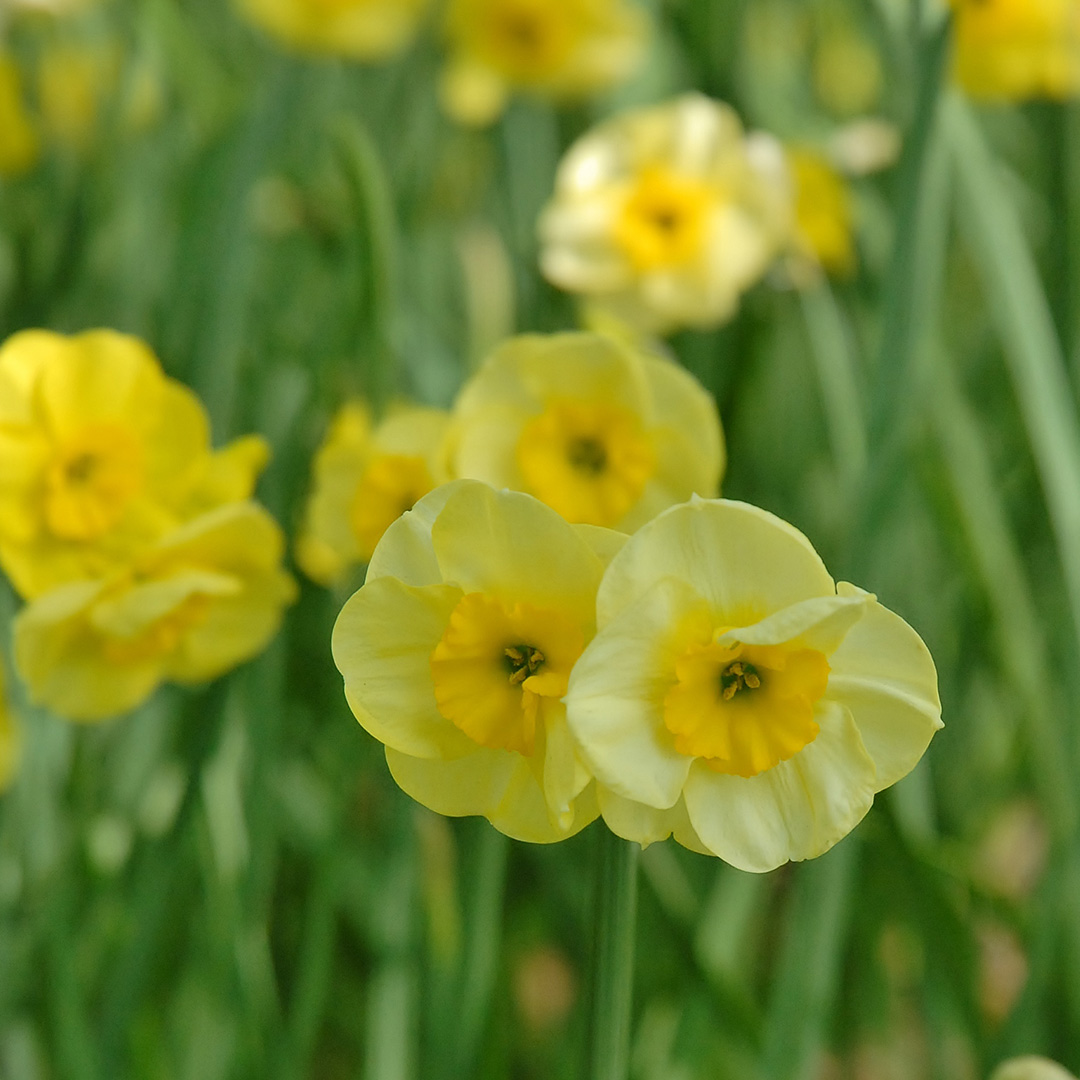 Narcissus Sun Disc z8/10 , à 50