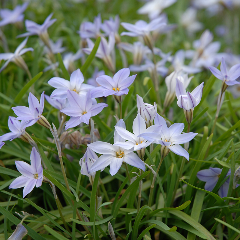 Ipheion uniflorum 4/+ , à 100