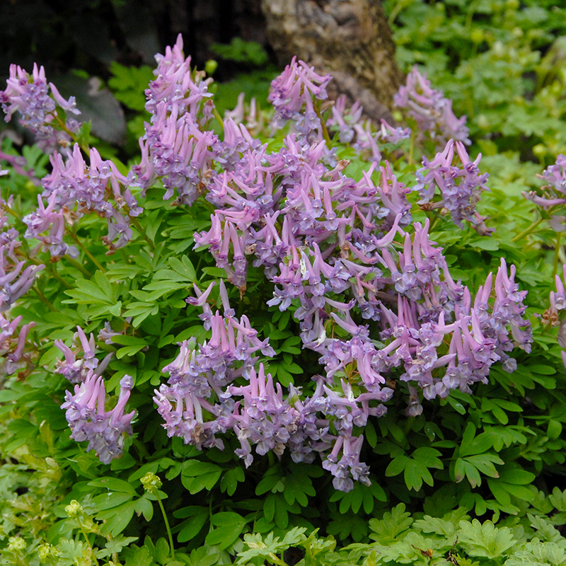 Corydalis solida 5/+ , à 100