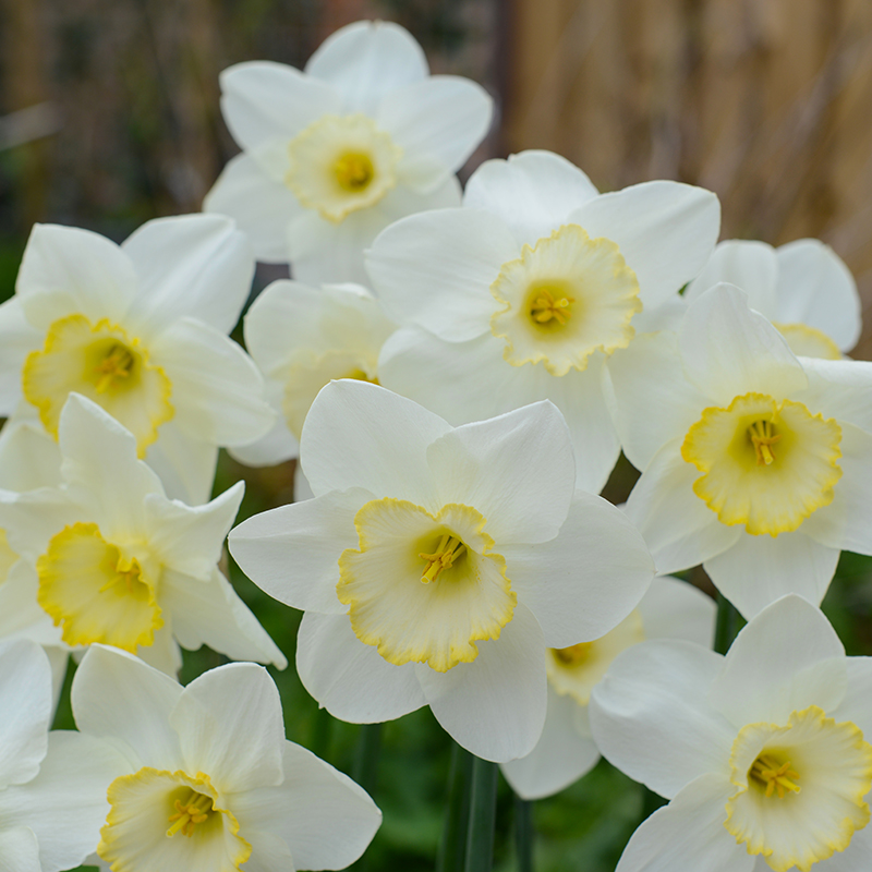 Narcissus Frosty Snow sp14/16 , à 50