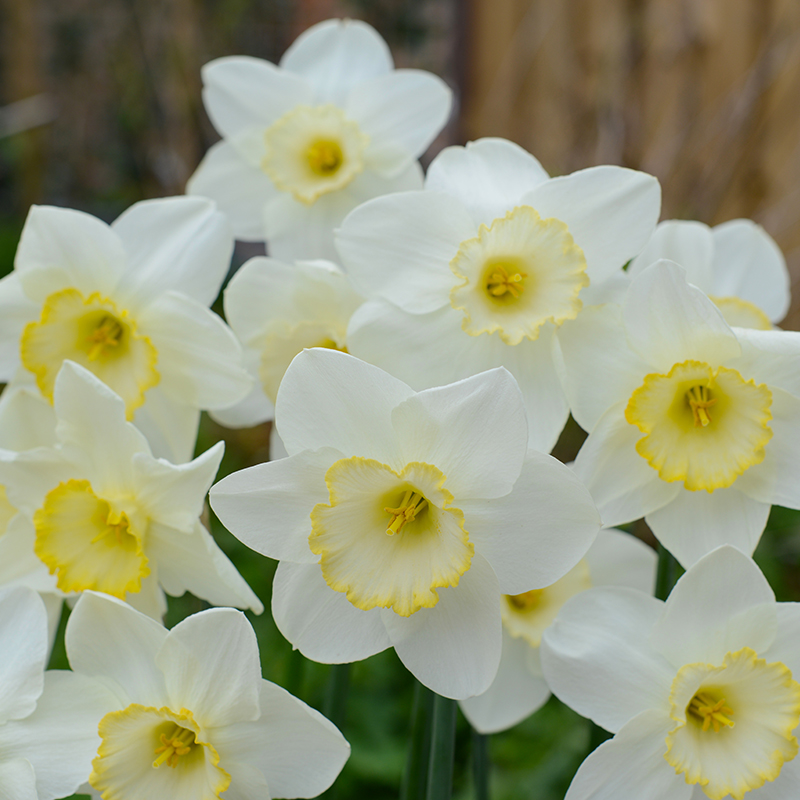 Narcissus Frosty Snow sp14/16 , 