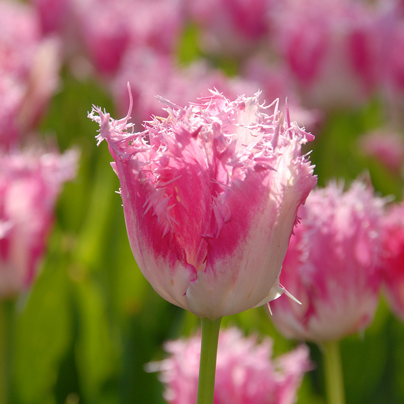 Tulipa Huis ten Bosch