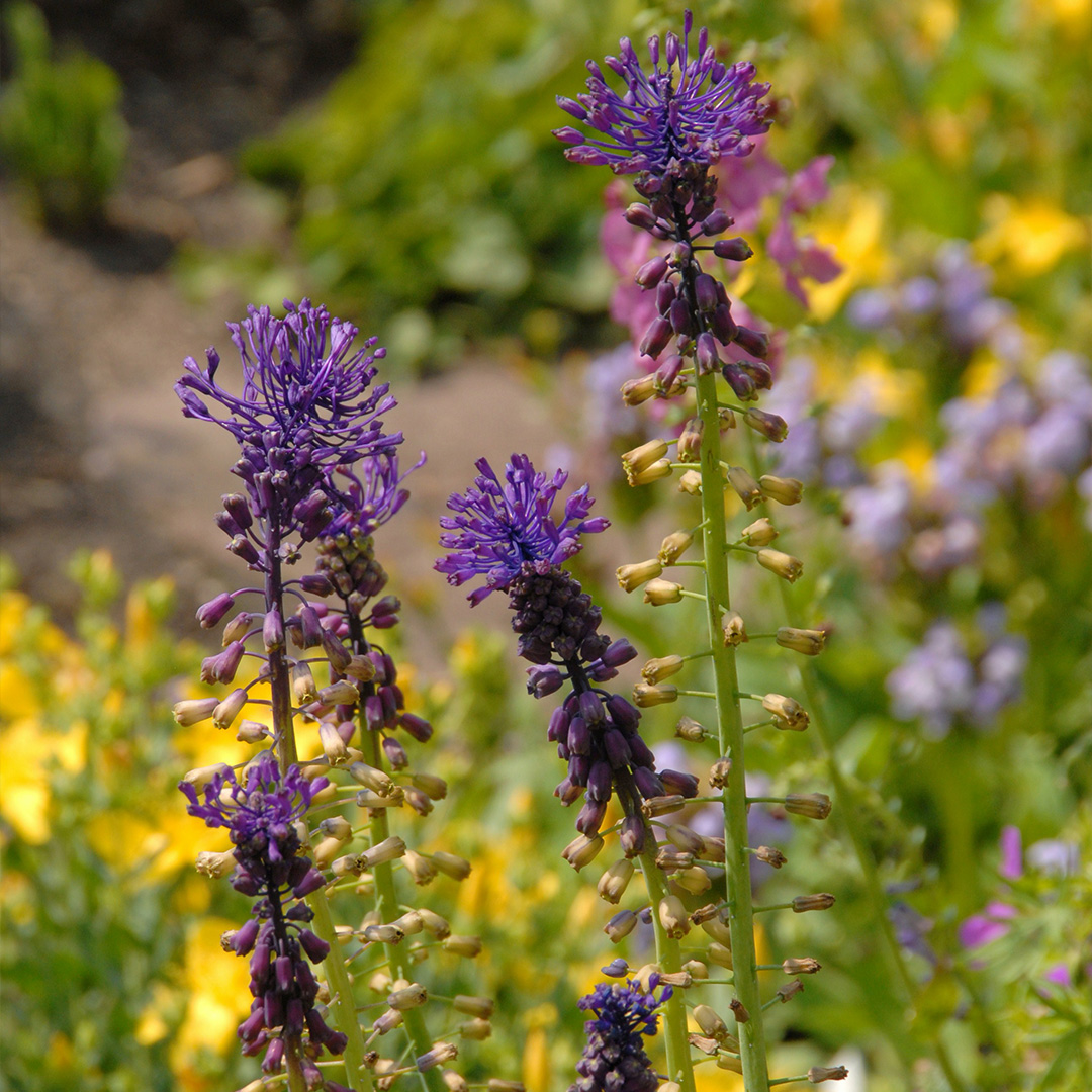 Muscari comosum 6/+ , à 100