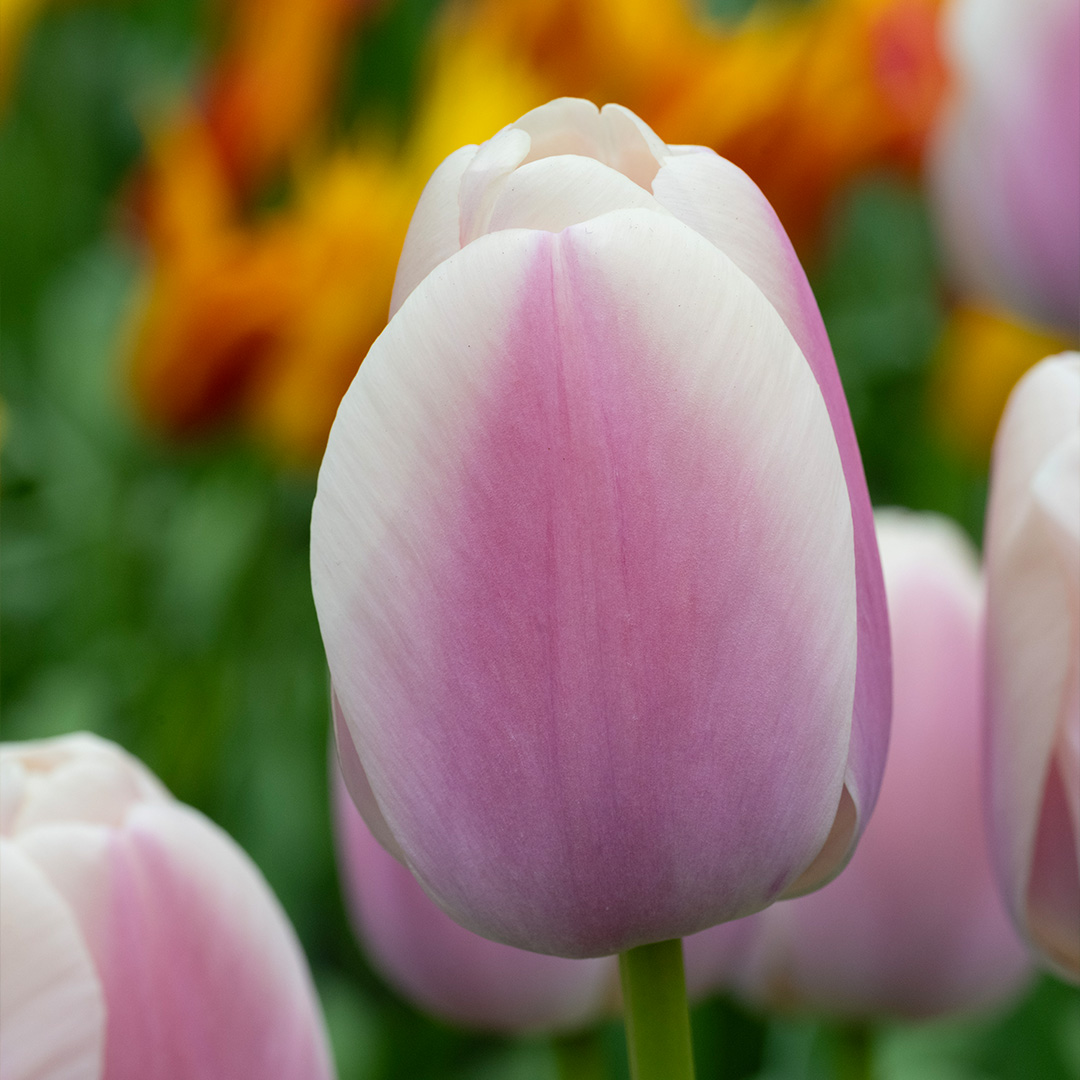Tulipa Royal Pride (Zanturand)® 12/+ , à 50