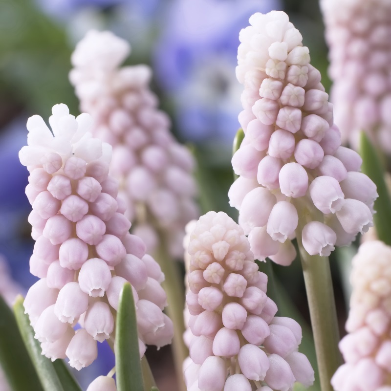 Muscari Pink Sunrise