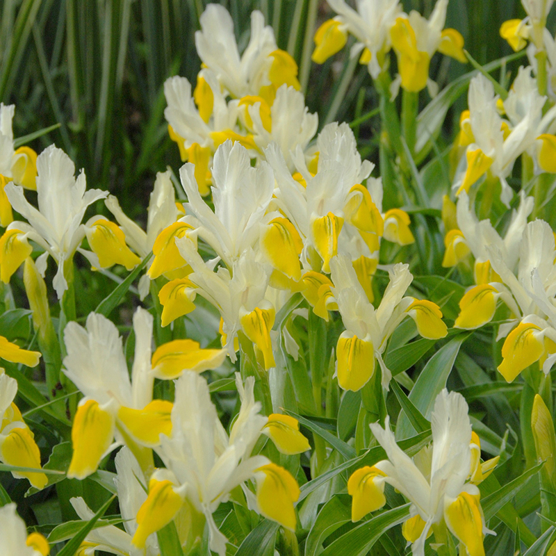 Iris bucharica I , à 25