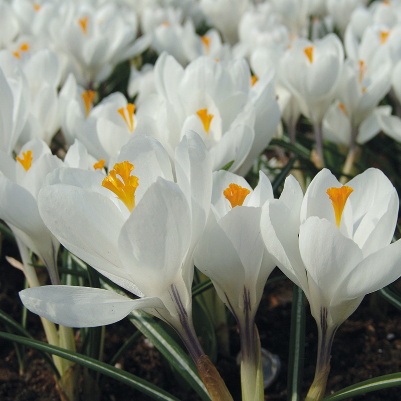 Crocus Jeanne d'Arc 7/8 , à 100