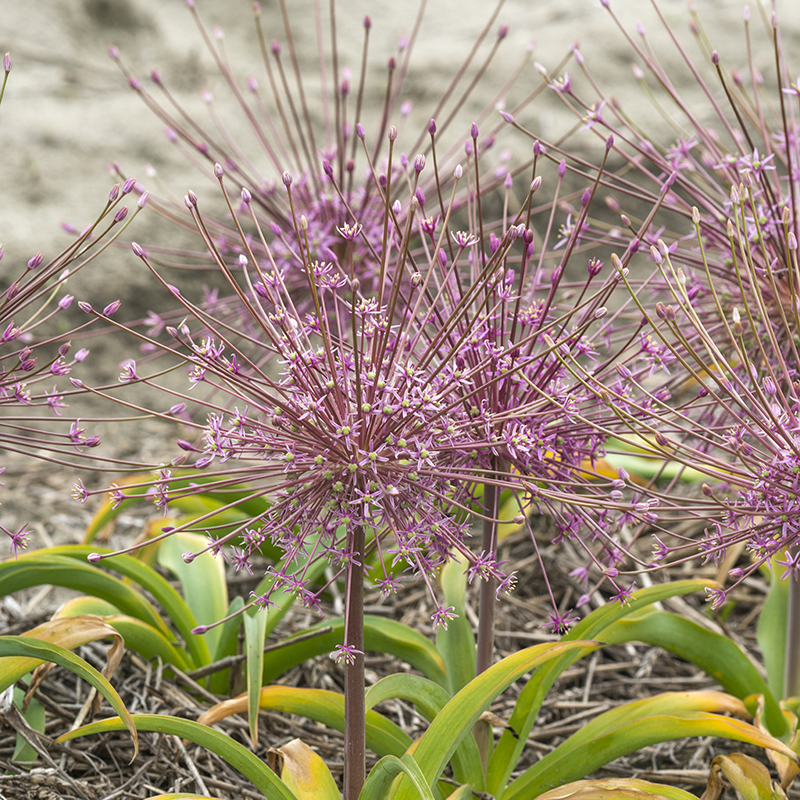 Allium schubertii 14/+ , à 25