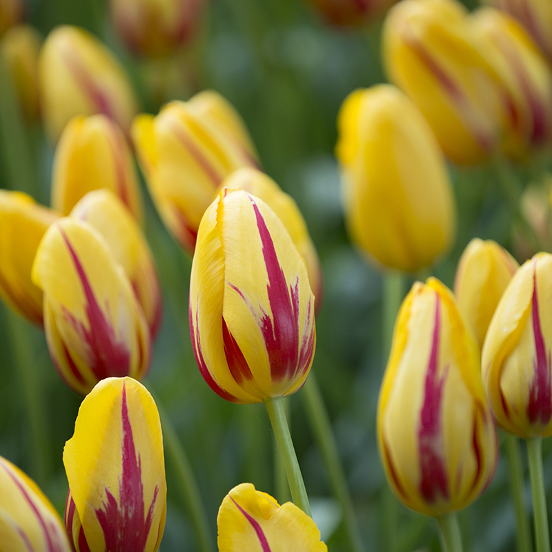 Tulipa La Courtine 12/14 , à 50