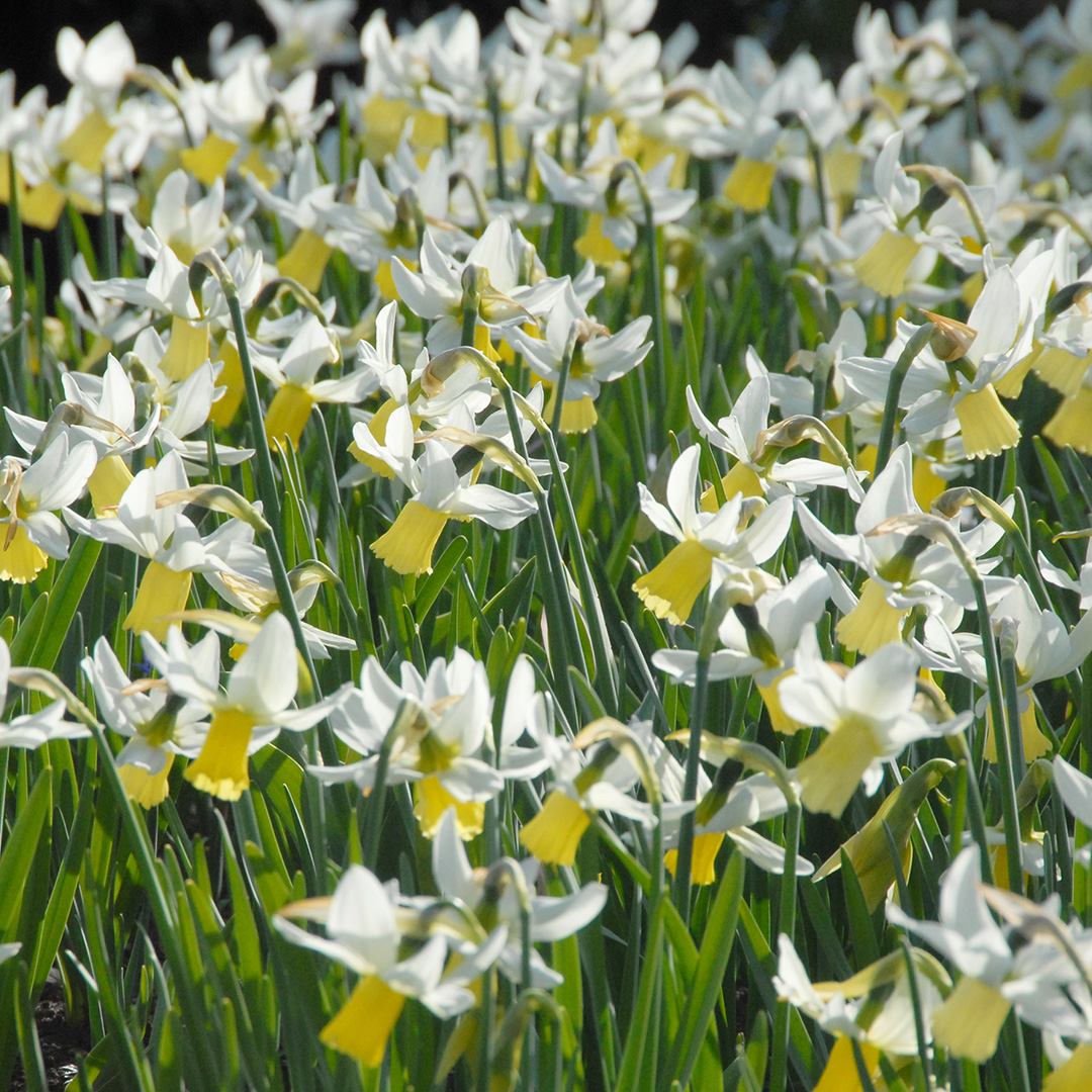 Narcissus Jenny z10/12 , à 50 Narcissus Jenny z10/12 , à 50