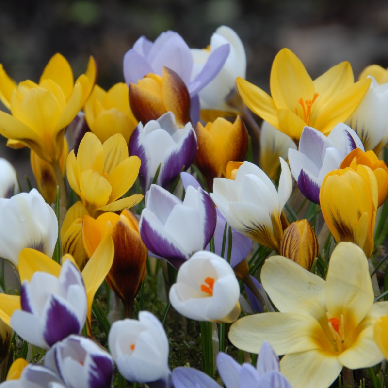 Mixture Early Bird (Botanical Crocus Mix) , à 100