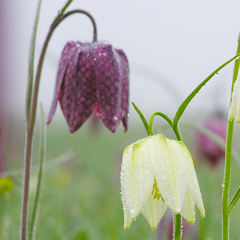 Fritillaria meleagris 6/7 , 