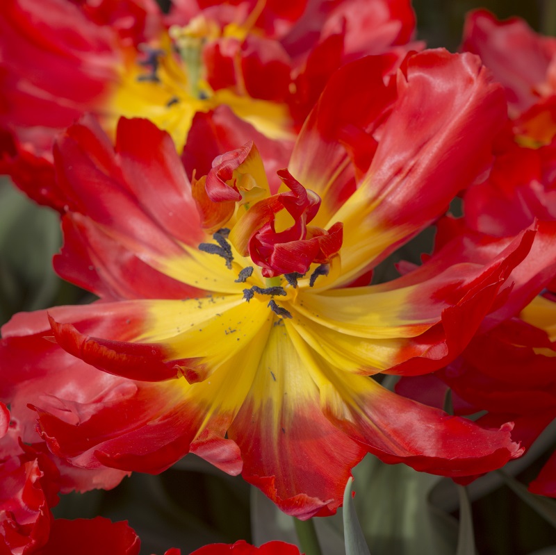 Tulipa Viking 12/+ , à 50