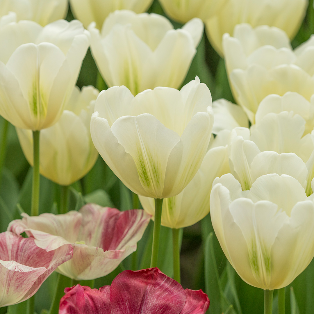 Tulipa Green Spirit® 12/+ , à 50
