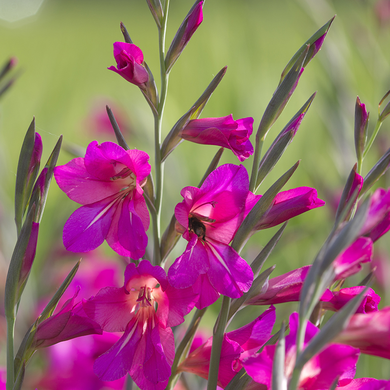 Gladiolus comm. ssp. Byzantinus 6/+ , 