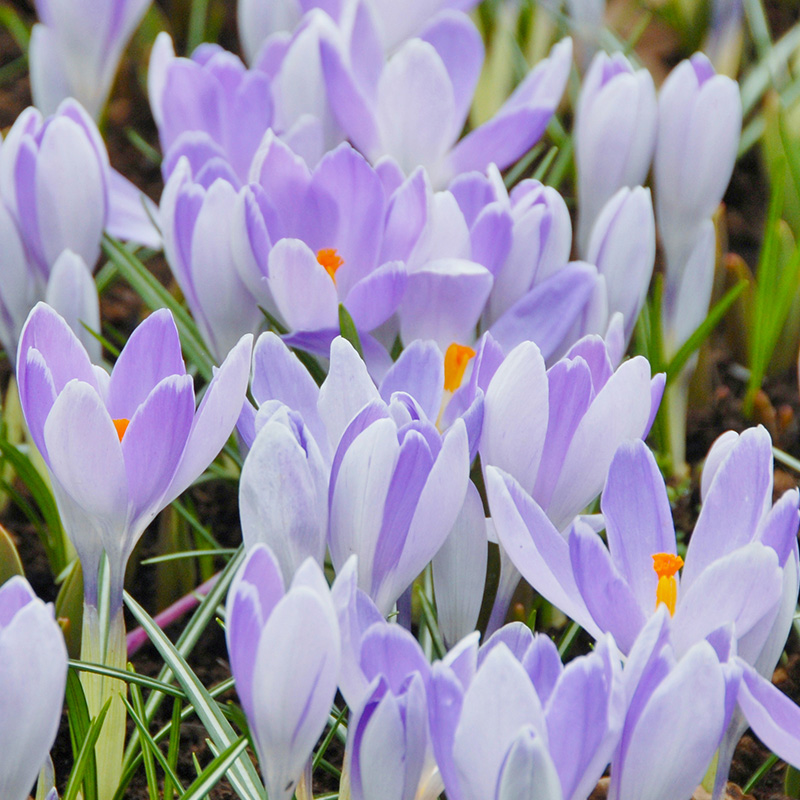 Crocus Vanguard 7/8 , 