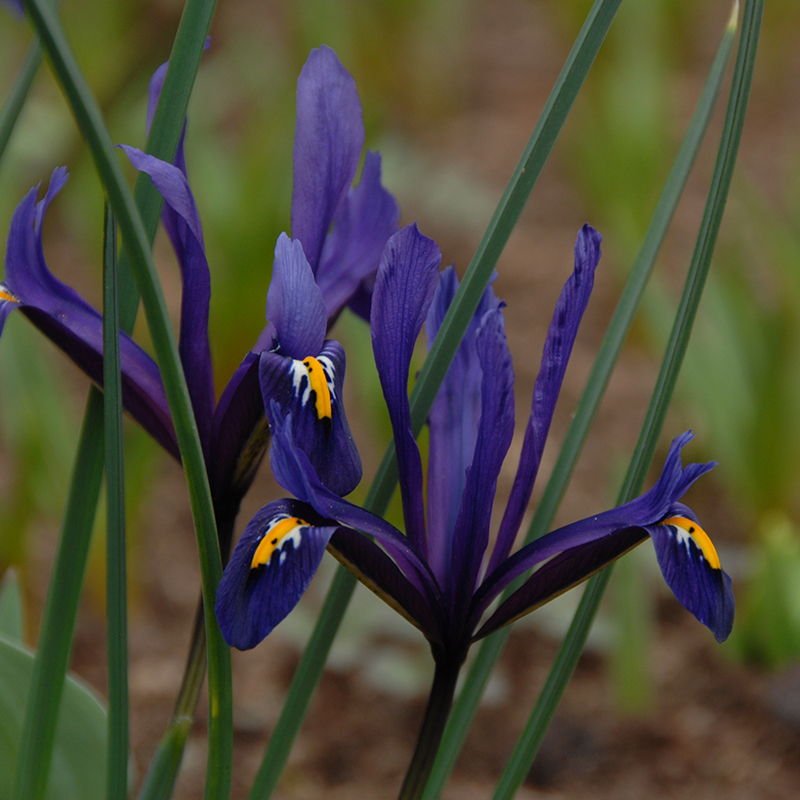 Iris reticulata 6/+ , à 100