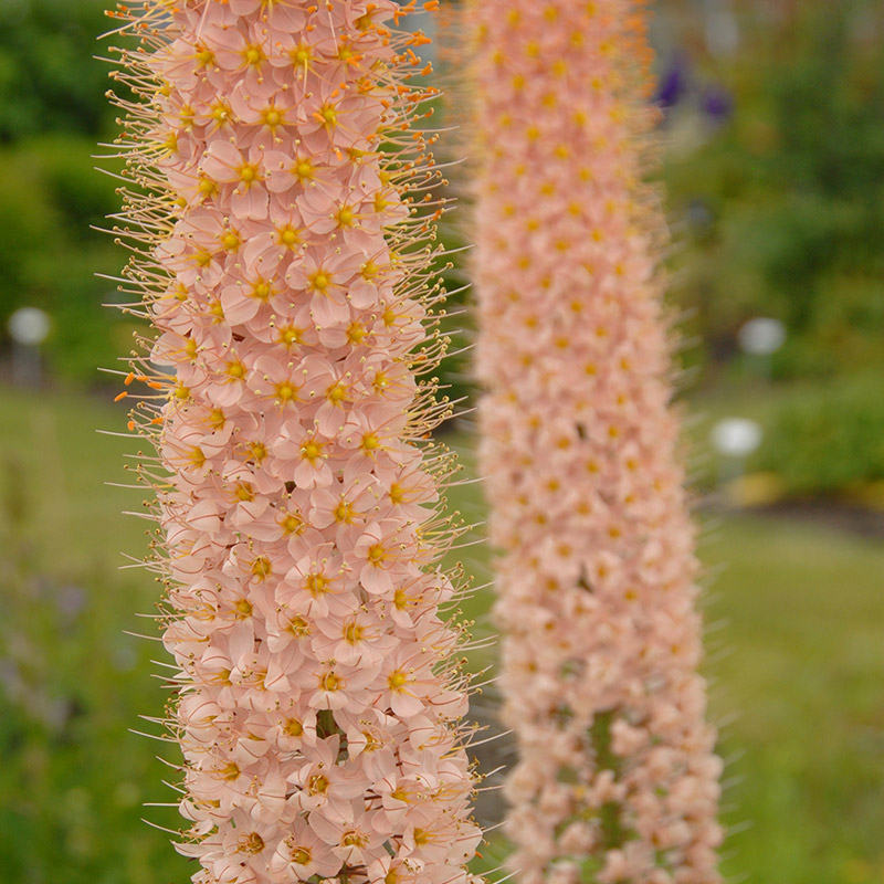 Eremurus Romance I , à 5