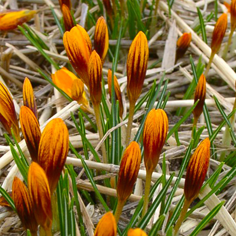 Crocus chrysanthus Orange Monarch 5/7 , à 100