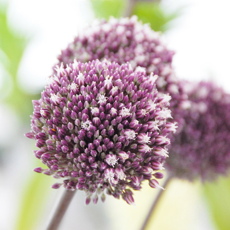 Allium Summer Drummer