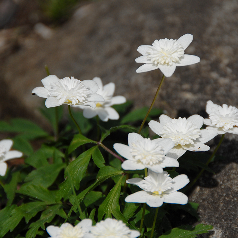 Anemone nem. Vestal I , 