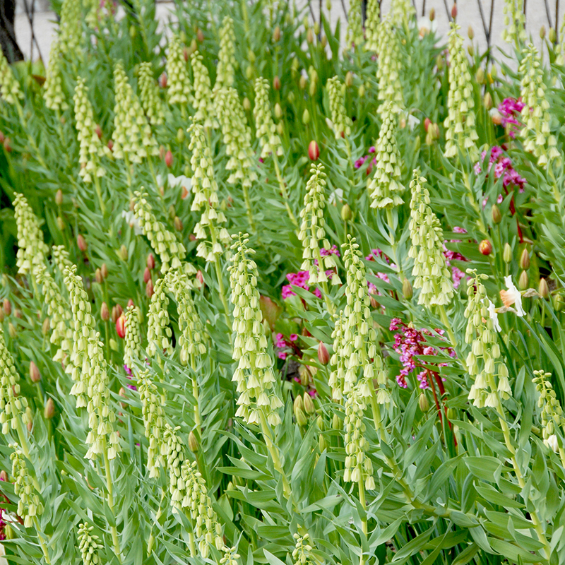 Fritillaria persica Ivory Bells 24/+ , 