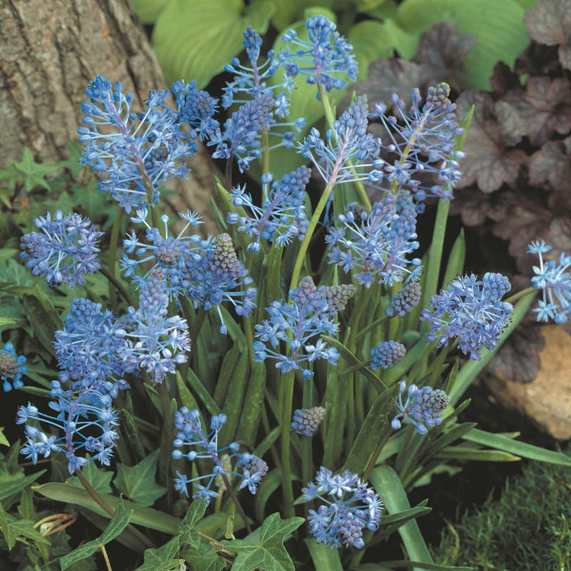 Scilla litardierei 6/+ , à 100 Scilla litardierei 6/+ , à 100