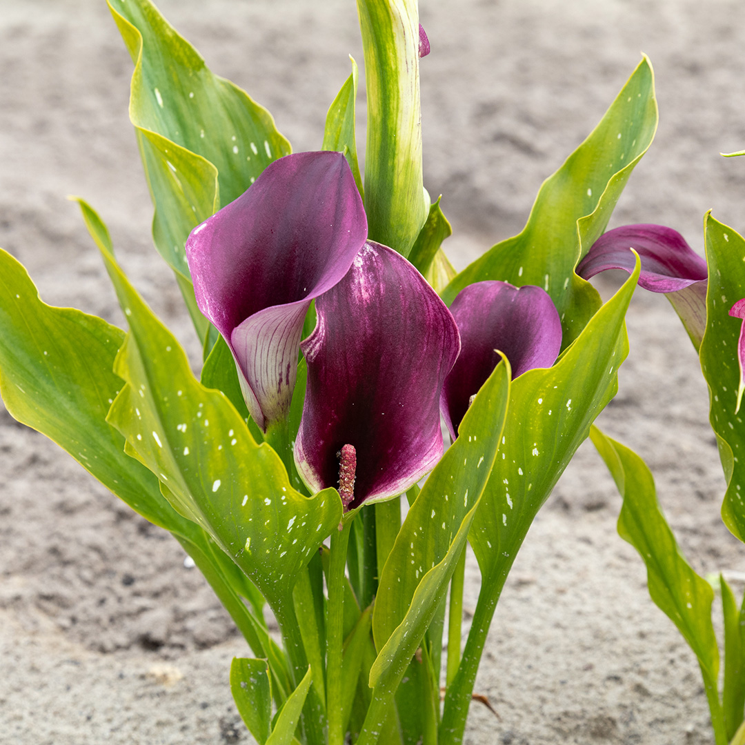Zantedeschia Cantor® 14/+ , à 10